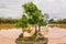 Deciduous bonsai tree near a pond