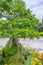 Deciduous bonsai tree in a park in flowerbed