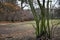 Deciduous bush trunks covered with green moss on fall tree background. Tiergarten park of Berlin Germany. Picturesque landscape.