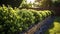 deciduous bushes grow along the fence near the green lawn.