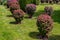 Deciduous bushes with red and green leaves in backyard garden bed.