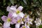 Deciduous climbing shrub Clematis Montana with small pink flowers.