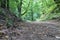 Deciduous and coniferous trees dense forest wildlife path in the forest