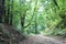 Deciduous and coniferous trees dense forest wildlife path in the forest