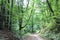 Deciduous and coniferous trees dense forest wildlife path in the forest