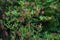 Deciduous deciduous shrub is rhododendron japonicum