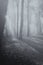Deciduous forest in the fog - black and white