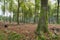 deciduous forest with green oaks (Eichenwald) and leaves on the ground