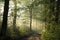 deciduous forest on a misty morning dirt road trough the spring during sunrise mist over trees