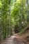 Deciduous forest, Muran plain, Slovakia, seasonal natural scene