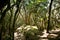 Deciduous forest. Resilient transparent ecosystem in the mountains