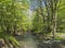 Deciduous forest river stream lush green blooming tree, spring a