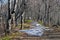 Deciduous forest in spring with snowy places, Klak hill, Slovakia