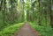 Deciduous forest at summer.