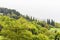 Deciduous forest with tree tops on a hillside with mist