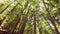Deciduous forest treetops - camera rotation