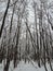 Deciduous forest in winter - bare tree branches covered with snow