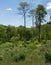 Deciduous Forest with Yellow and Purple Wildflowers