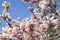 Deciduous Magnolia Tree Flowers