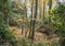 Deciduous Mediterranean forest during autumn