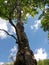 Deciduous and mighty Beech tree