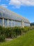 Deciduous plants growing in greenhouse covered with green foliage during autumn season outdoors. Exotic trees and bushes inside