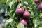 Deciduous Red Sensation Bartlett or Pyrus communis sensation tree with bunch of organic home grown dark red skinned pears
