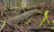 Deciduous stand of Bialowieza Forest in autumn