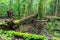 Deciduous stand of Bialowieza Forest rain after in summer