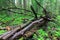 Deciduous stand of Bialowieza Forest rain after in summer