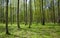 Deciduous stand of Bialowieza Forest springtime