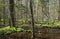 Deciduous stand of Bialowieza Forest springtime