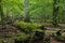 Deciduous stand of Bialowieza Forest in springtime