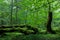 Deciduous stand of Bialowieza Forest in summer