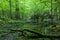 Deciduous stand of Bialowieza Forest in summer