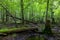 Deciduous stand of Bialowieza Forest in summer