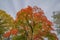 Deciduous tree in Autumn with striking fall colorful leaves of orange, red, green, and yellow and unique beautiful cloud stripes -