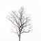 Deciduous tree crown on white background