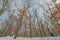 Deciduous tree forest in the winter near Governor Knowles State Forest in Northern Wisconsin - ground looking up to the trees and