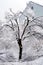 A deciduous tree in garden covered with snow. On the ground there are branches broken by snow weight.