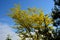 Is a deciduous tree, native to North America. It grows to a height of 20-30 m and forms a tree with a sparse, ovoid crown. On the