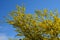 Is a deciduous tree, native to North America. It grows to a height of 20-30 m and forms a tree with a sparse, ovoid crown. On the