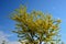 Is a deciduous tree, native to North America. It grows to a height of 20-30 m and forms a tree with a sparse, ovoid crown. On the