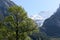 Deciduous tree and rocky mountains