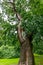 Deciduous tree with thick winding tree trunk in a park