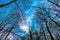 Deciduous tree tops stand bare in forest growing skyward to blue sky upward view, treetops