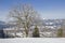 Deciduous tree with winter landscape