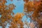 Deciduous trees in Autumn with some fall colorful leaves in Governor Knowles State Forest in Northern Wisconsin - looking from gro