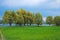 Deciduous trees on the banks of the Rhine