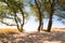 Deciduous trees on the beach, sandy dunes coast. Pathway in the sand through the trees, peninsular stretch of land. Baltic Sea,